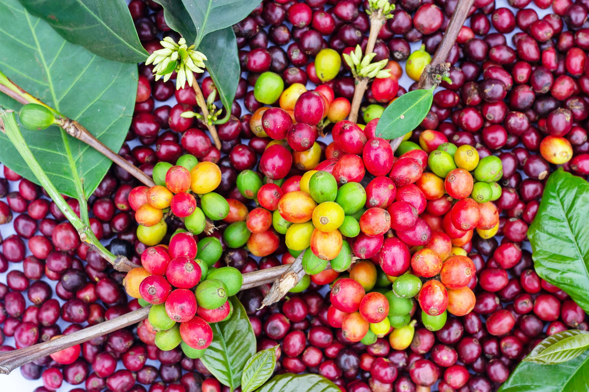 frutas que podem ser bem perigosas