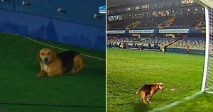 Homem reencontra cachorrinho que estava perdido após vê-lo invadindo partida de futebol