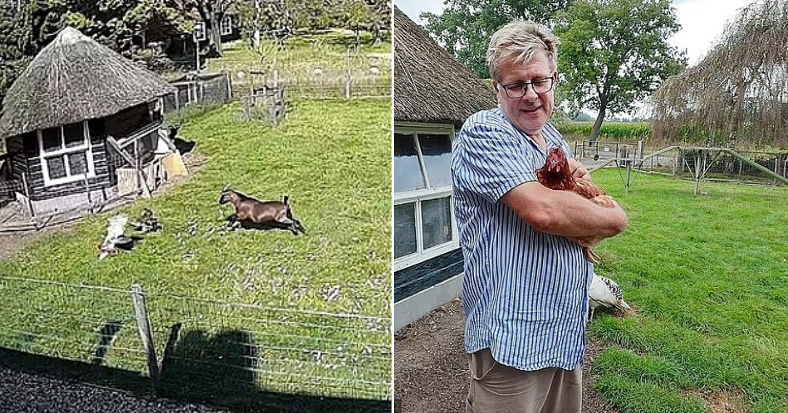 Galo e cabra se juntam e salvam galinha das garras de falcão; o vídeo é algo surreal