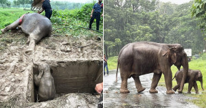 Mamãe elefanta e filhote caem em buraco e são resgatados por uma equipe de veterinários na Tailândia