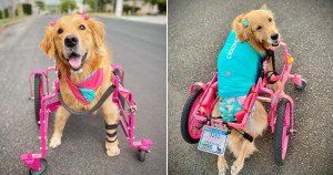 Golden paralítica conquista a internet com seu jeitinho meigo e cor de rosa. Vem conhecer a Olivia!