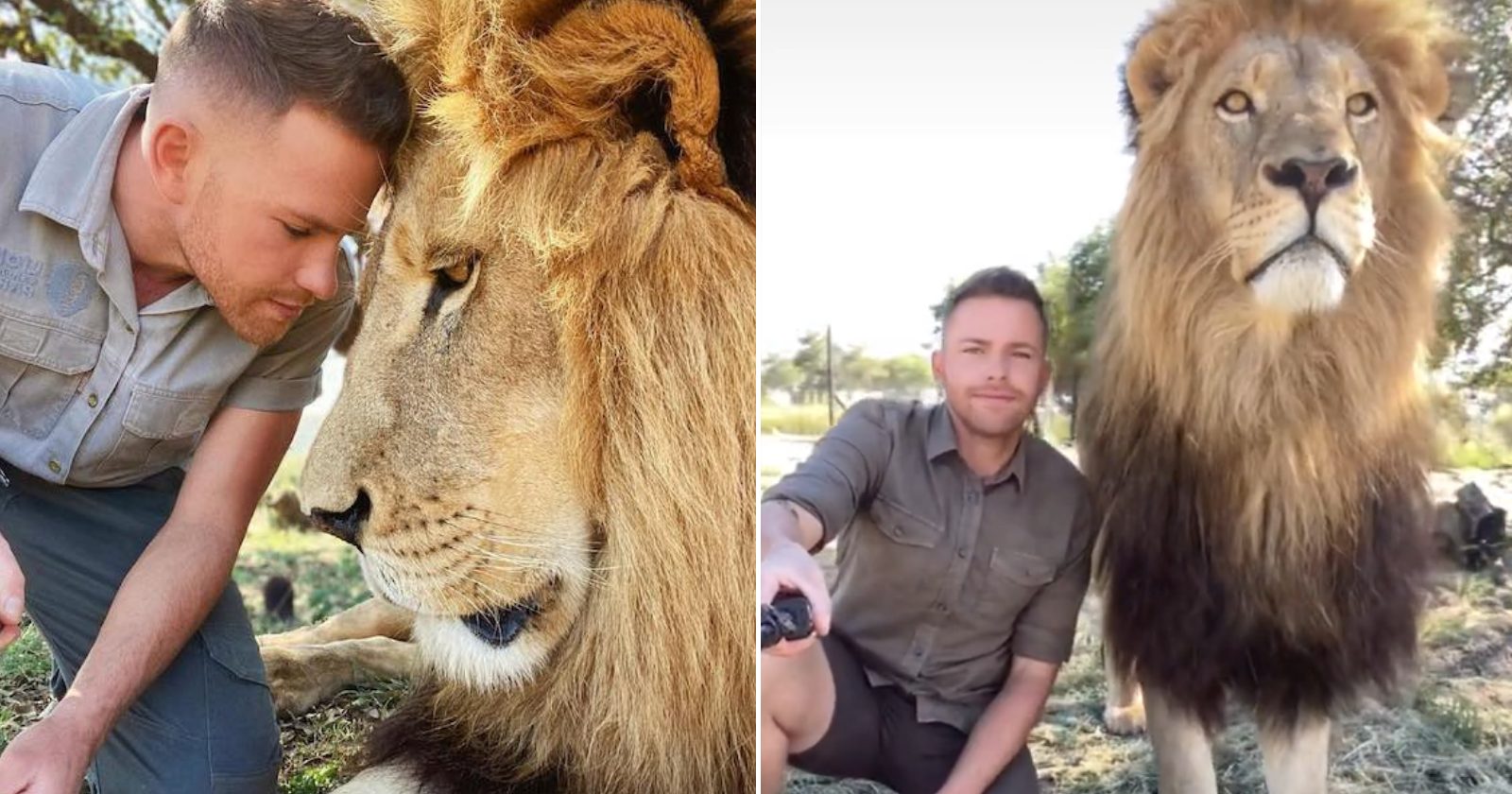 Você deixaria um leão te dar um abraço? Essa é a rotina de um funcionário de um safari: muito carinho e brincadeiras com os animais