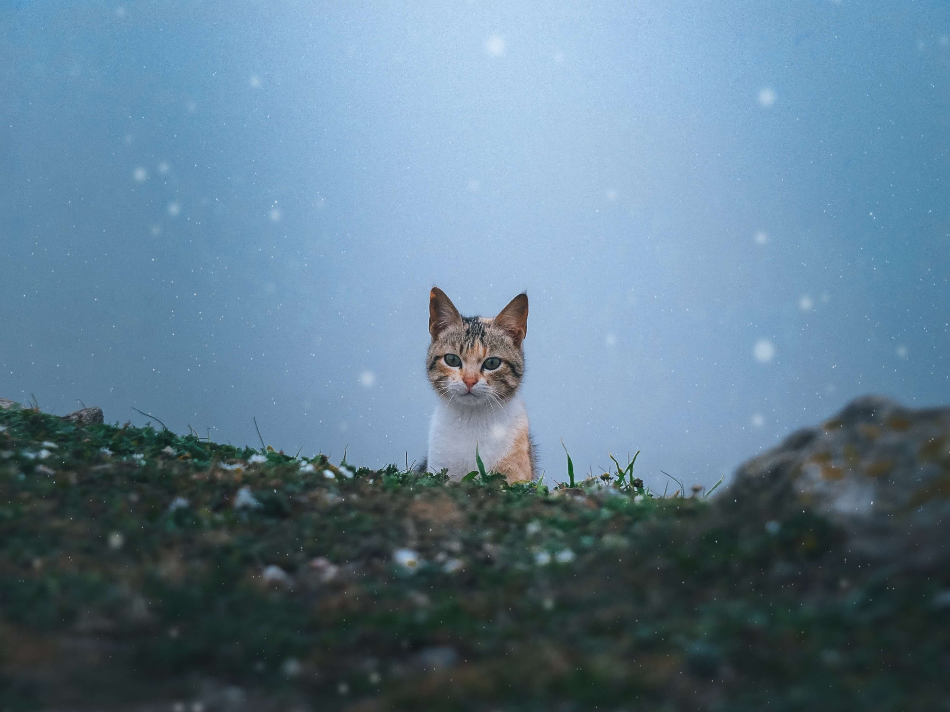 Sonhar com gato: todos os significados bizarros e cuidados que você precisa ter (Imagens: Unsplash)