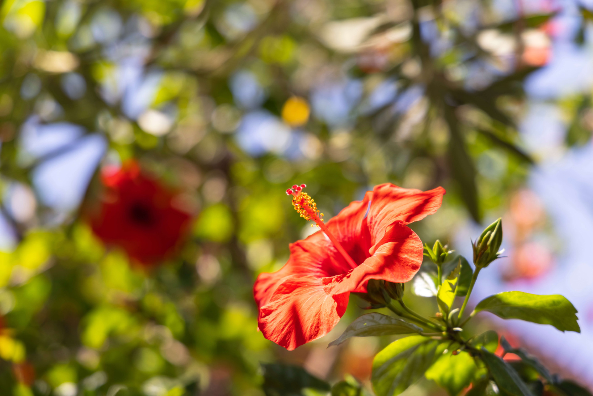 benefícios do hibisco para a saúde