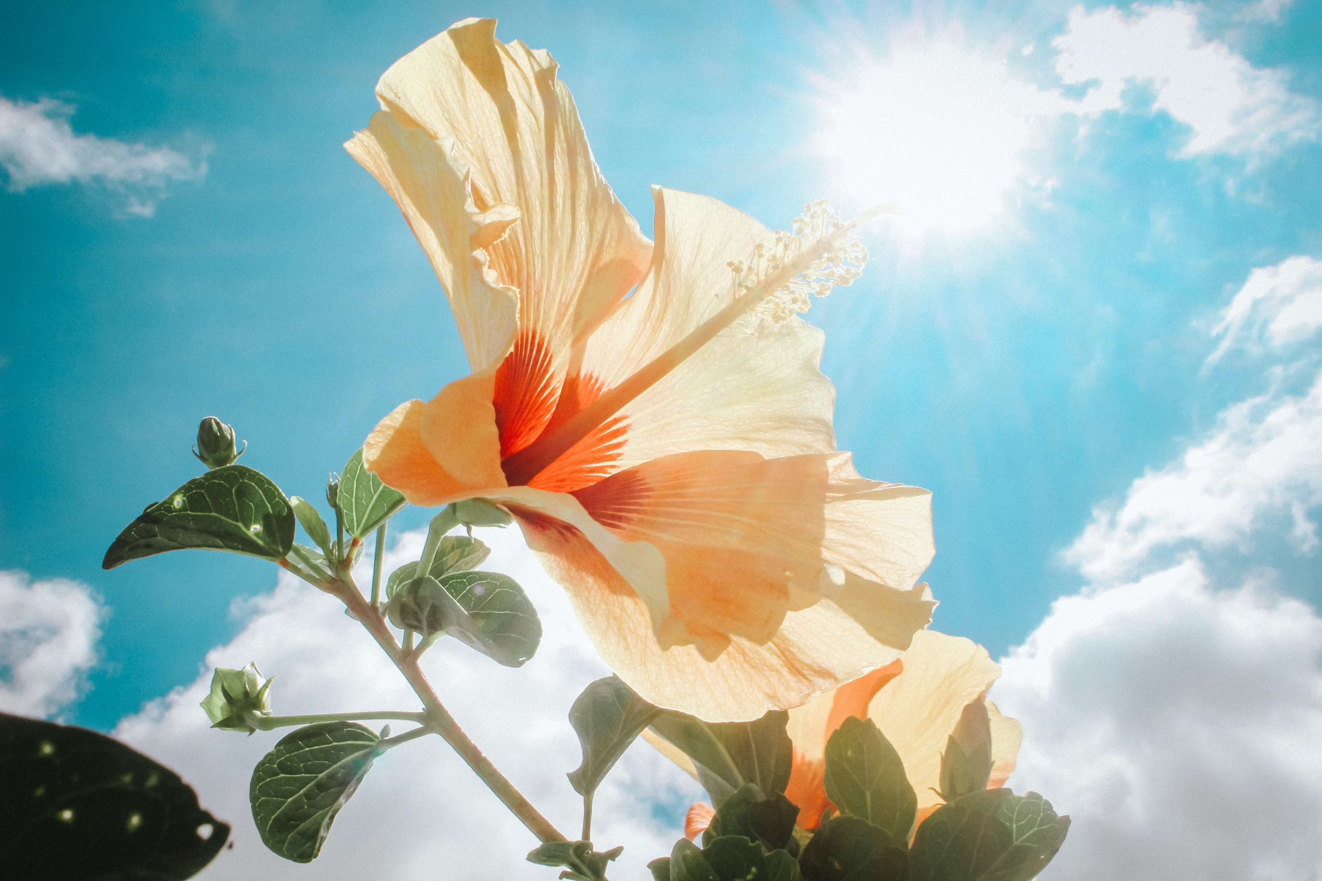 benefícios do hibisco para a saúde