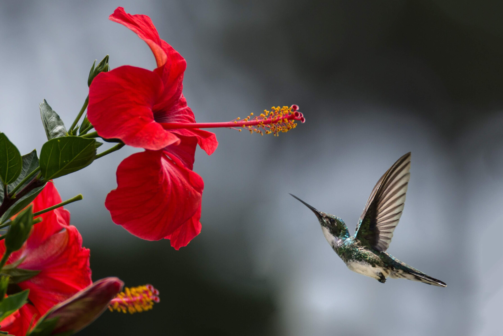 benefícios do hibisco para a saúde