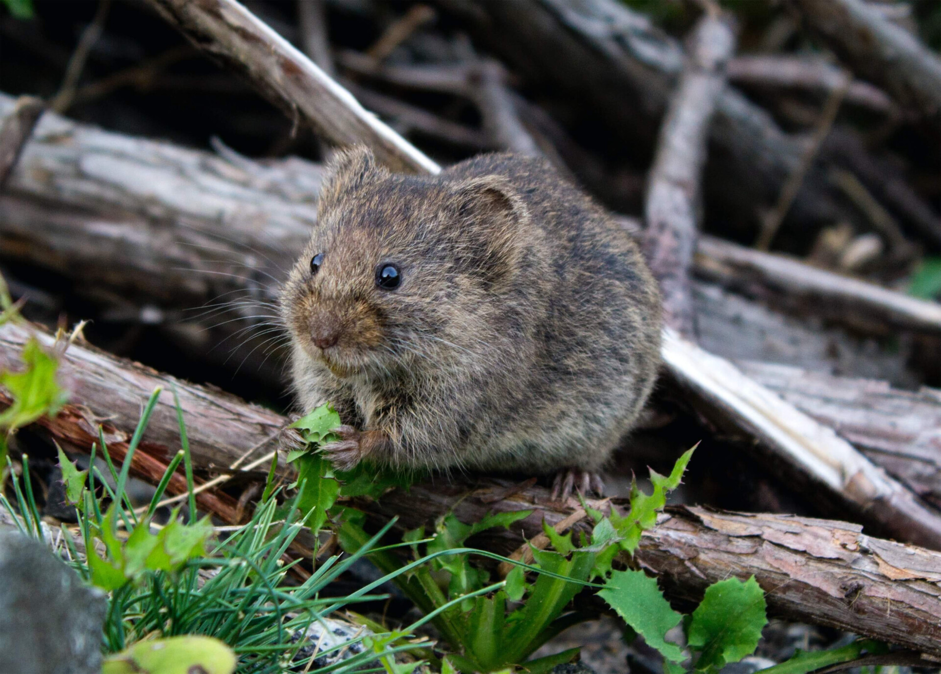 Achou estranho sonhar com RATO? O significado pode ser algo melhor do que você pensa (Imagens: Unsplash)