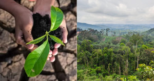 Olha só que legal! País africano lança plano ambicioso para plantar 1 BILHÃO de árvores