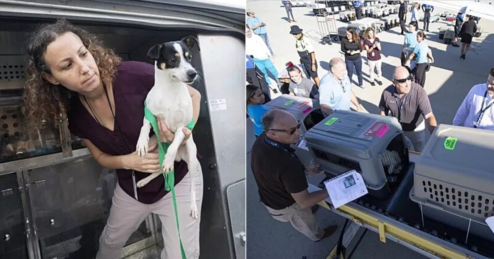 Voluntários se unem e fretam voo para salvar 120 animais de estimação do furacão Ian