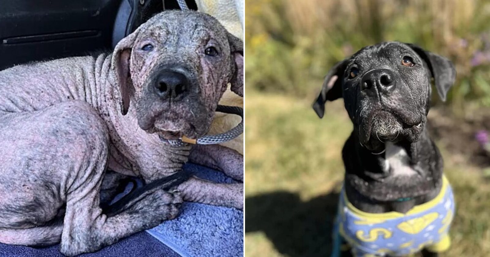 Resgatado em cemitério, cão doente passa por transformação emocionante; compare o antes x depois