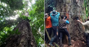 Pesquisadores ficam cara a cara com a árvore mais alta da Amazônia; altura é de um prédio de 30 andares