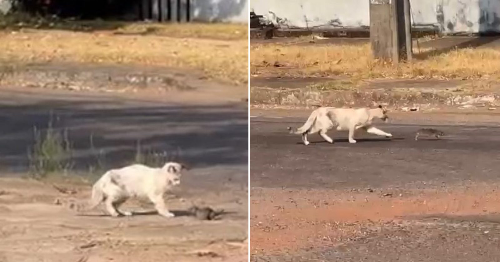 Tom e Jerry existem! Gato e rato são vistos brincando no meio da rua e vídeo fofo viraliza