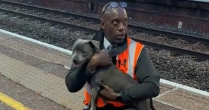 Funcionário de estação resgata cachorro dos trilhos e impede que ele seja atropelado por trem