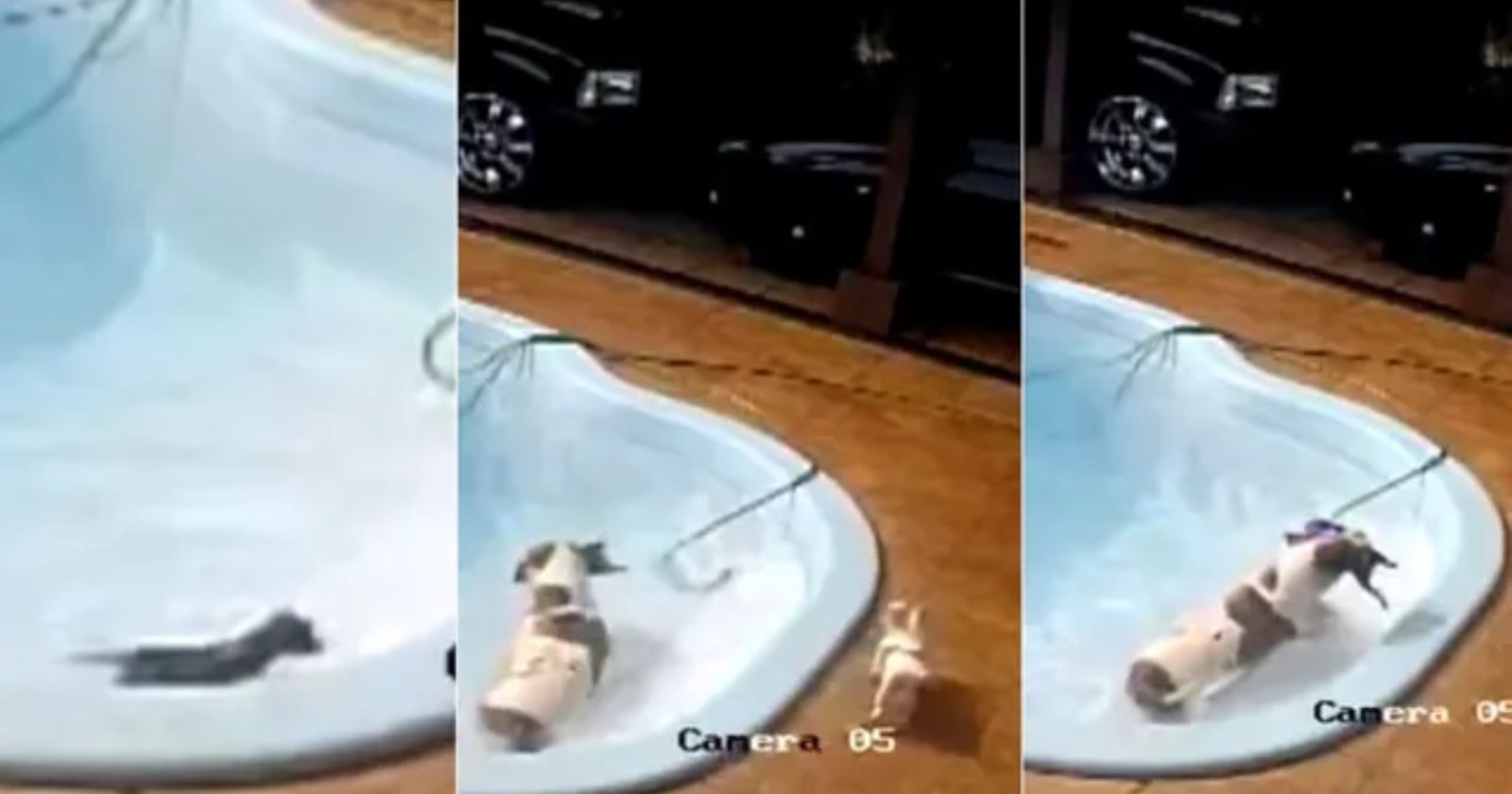 Vídeo surpreendente mostra chihuahua caindo em piscina e sendo salvo por pitbull