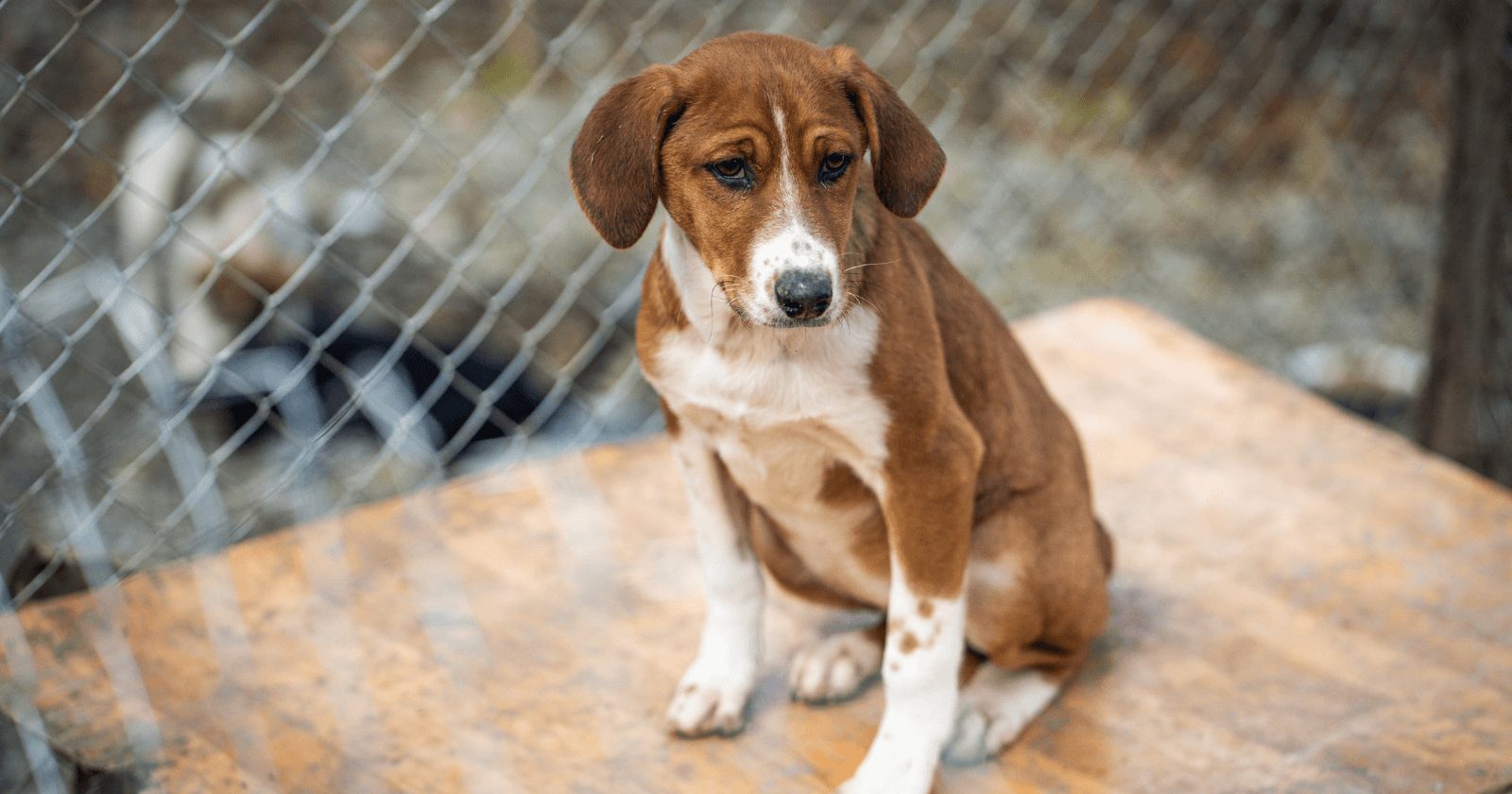 Cachorro com depressão? Entendendo os sintomas e conseguindo tratar o quanto antes do seu melhor amigo