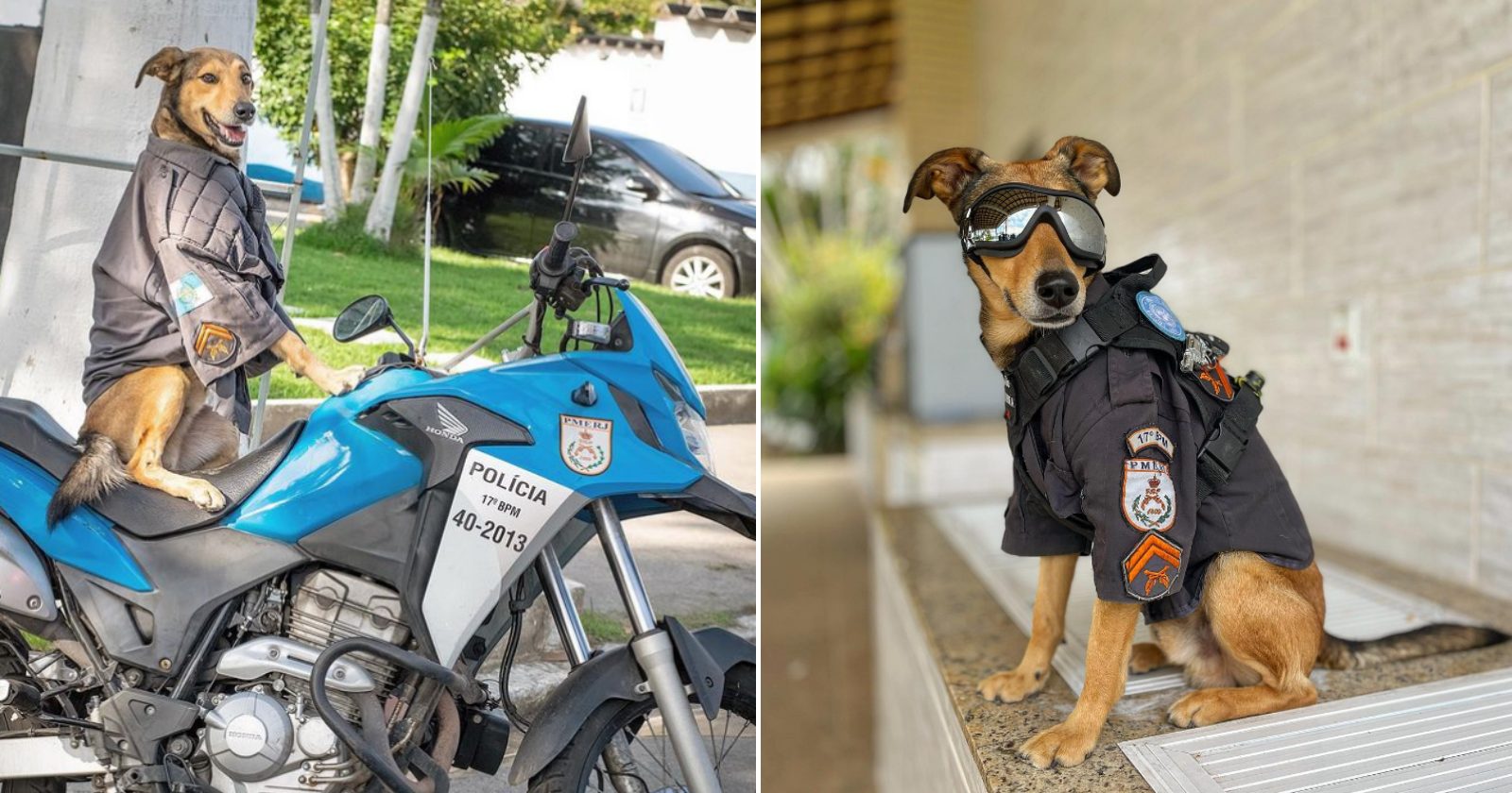 De ex cachorro de rua à celebridade: o novo integrante do 17° Batalhão da PM da Ilha do Governador