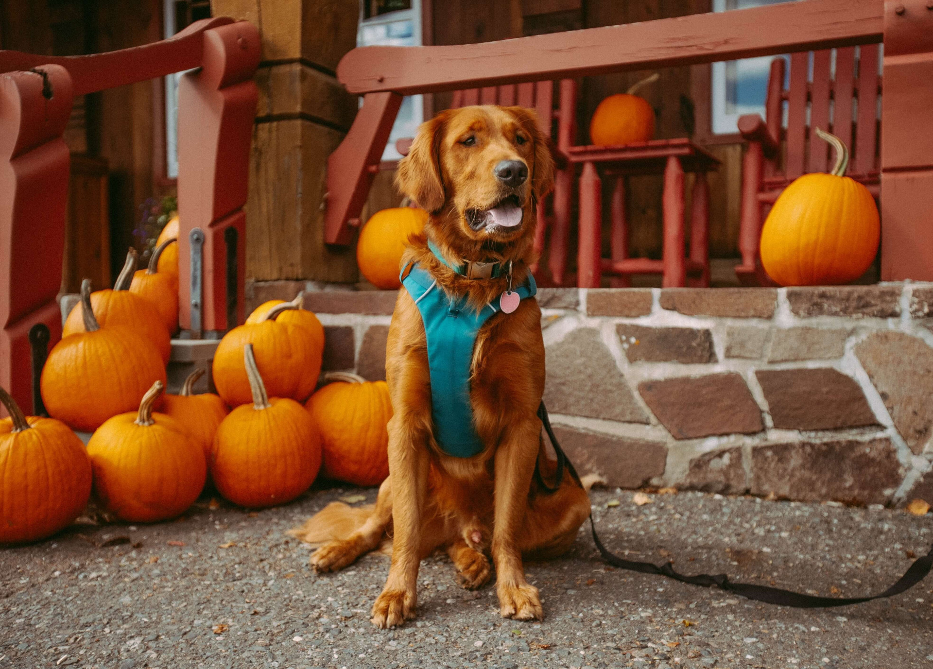 11 países que comemoram o Halloween: alguns de formas bem peculiares e interessantes (Imagens: Unsplash)