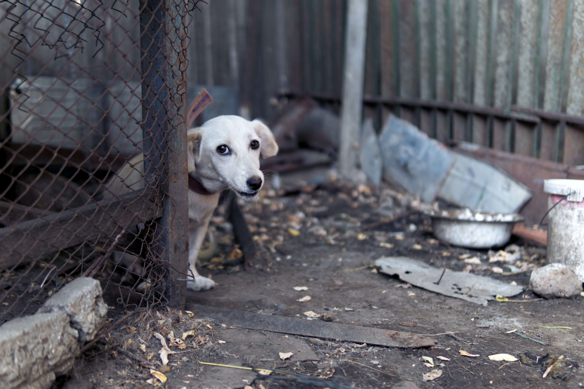 cachorros sentir cheiro de tristeza