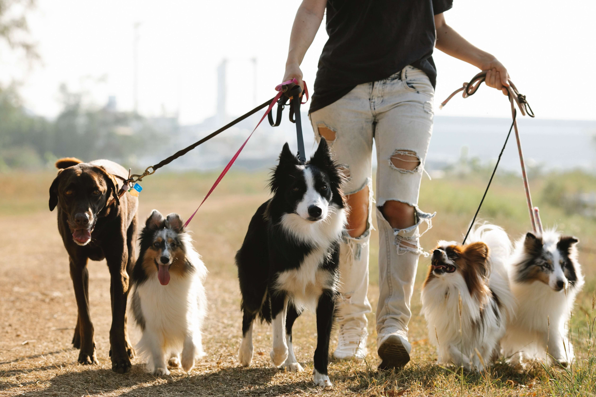 benefícios para o humano levar o cão para passear