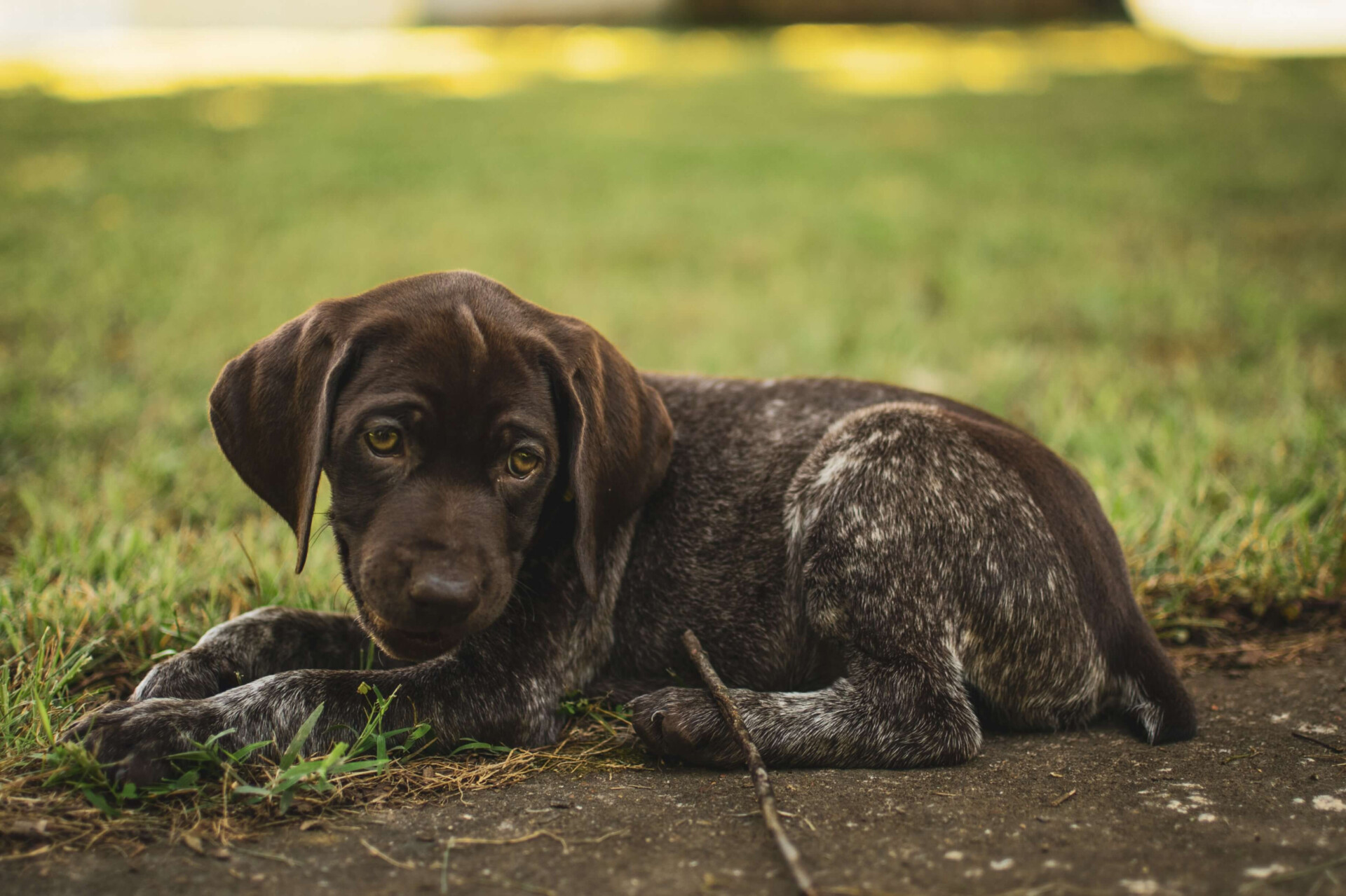 cachorros sentir cheiro de tristeza