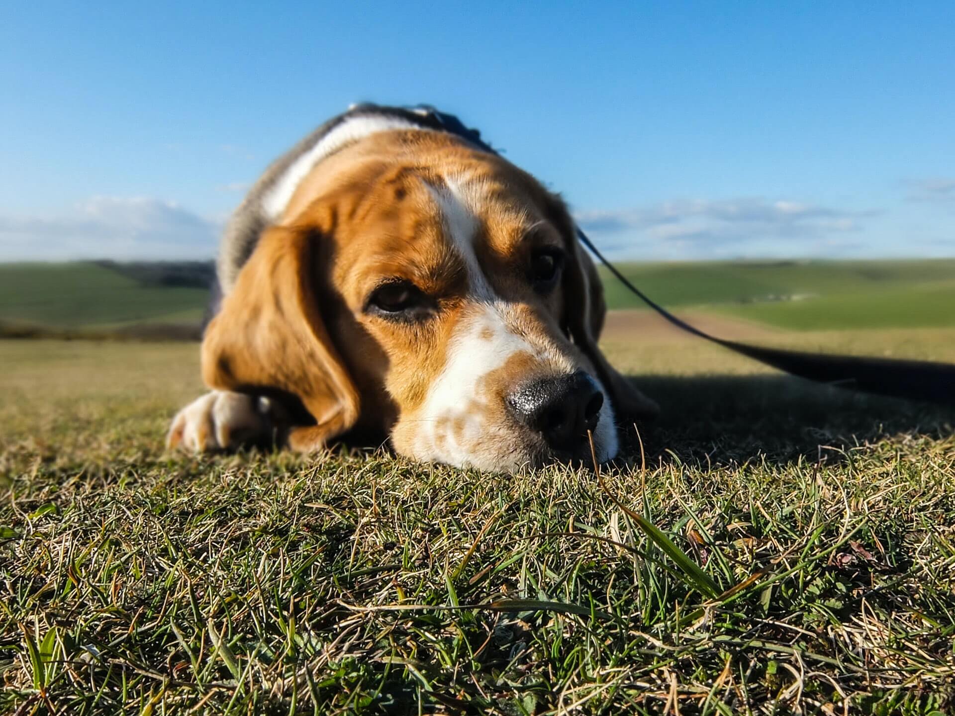 cachorros sentir cheiro de tristeza