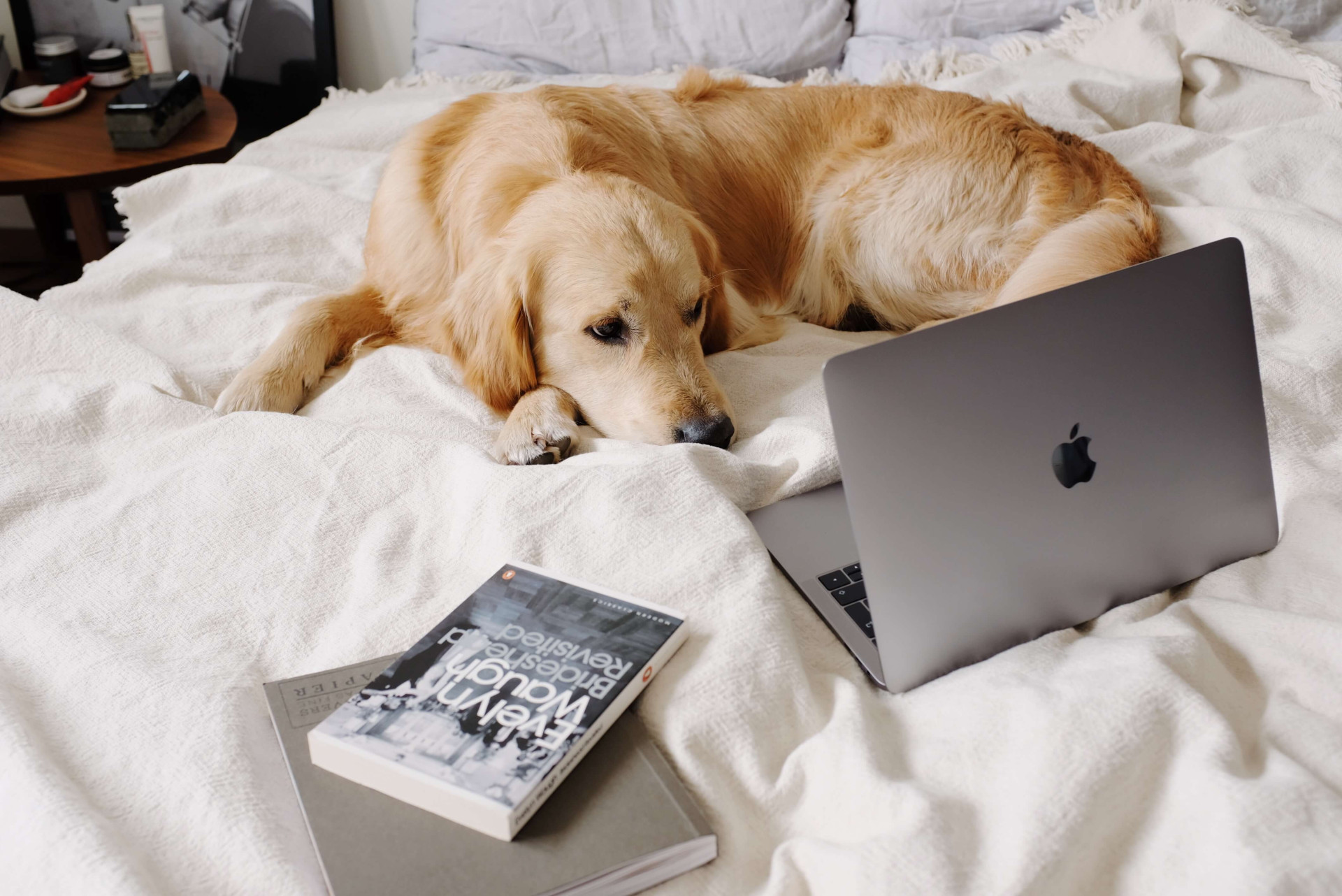 cachorros sentir cheiro de tristeza