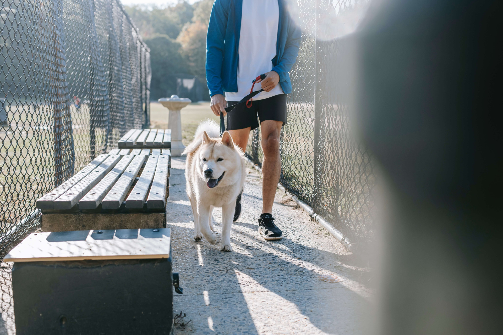 benefícios para o humano levar o cão para passear