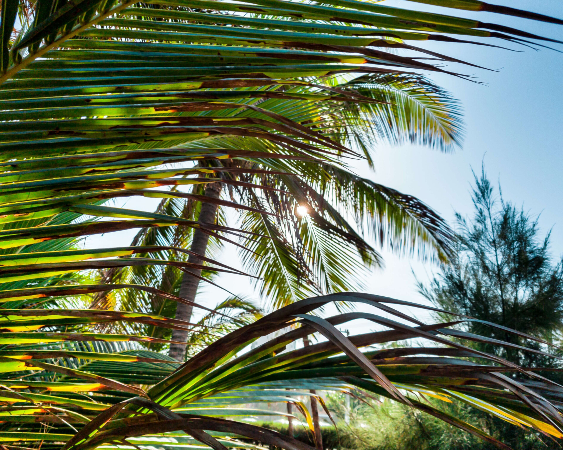 Essa praia de Aracaju é o destino da sua próxima viagem: você vai amar cada trajeto (Imagens: Unsplash)