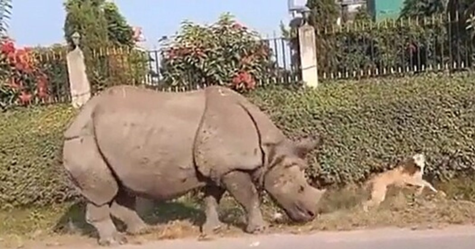 Cachorro dorminhoco é acordado por rinoceronte e leva BAITA SUSTO; veja o vídeo