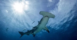 Ameaçado de extinção, tubarão-martelo é devolvido ao mar após ser pescado por acaso