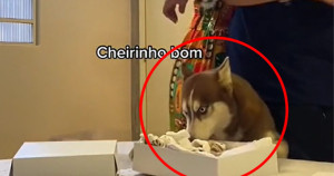 Cachorro come teste de gravidez e rouba a cena durante surpresa da sua tutora