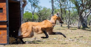 Enfim, a liberdade: lobo-guará volta à natureza após 1 ano e meio em cativeiro