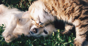 Cachorro e gato vivem amor através das janelas de casa e são notados pelos donos; o que fizeram foi fofo