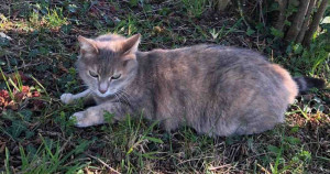 Gata passa mais de 13 meses desaparecida e viaja 450 quilômetros para reencontrar os seus donos