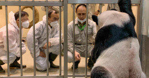 Cientistas chineses especialistas em pandas são enviados para Taiwan para tratar de um pandinha doente. Entenda o caso!