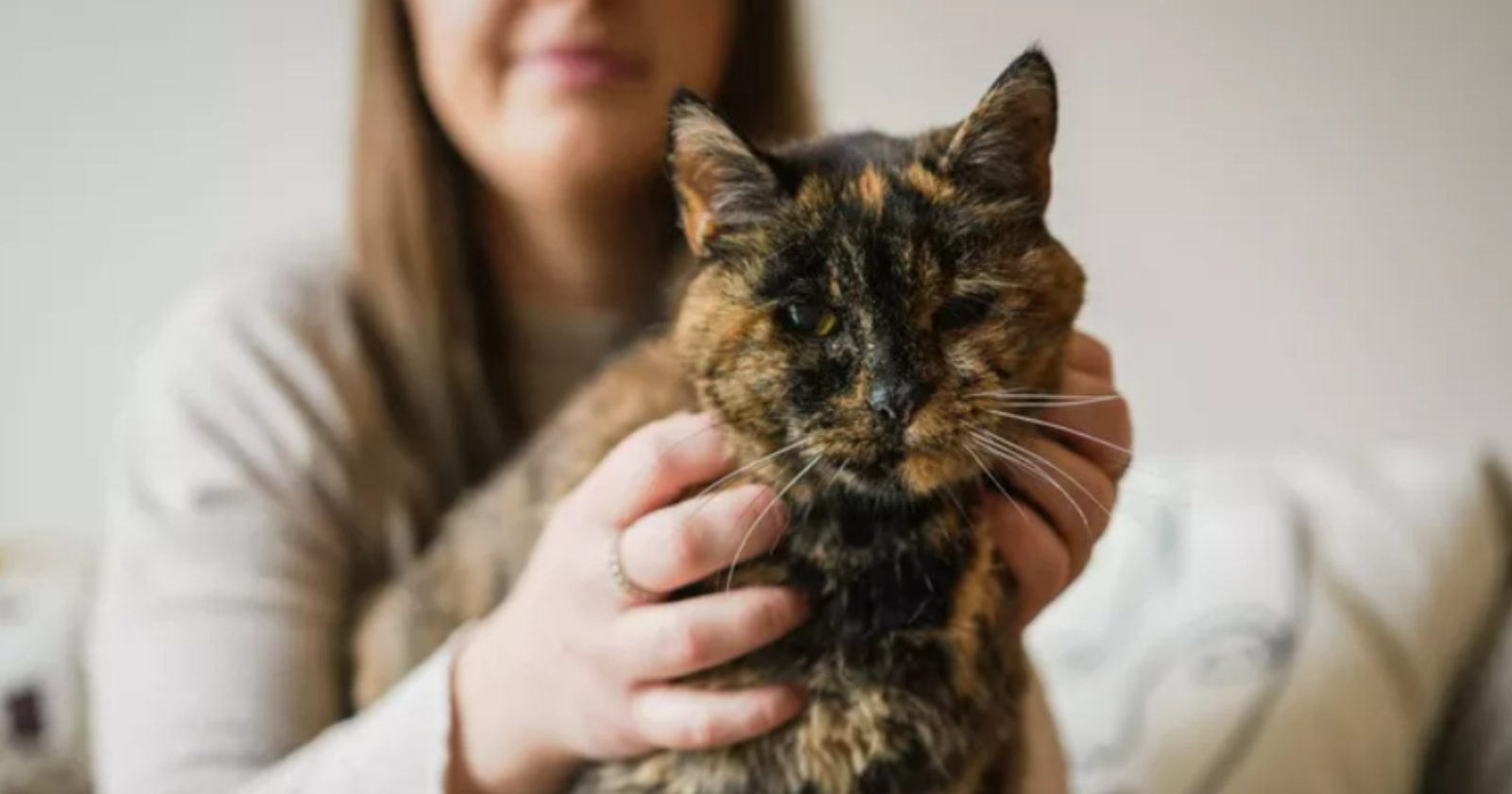 Gata mais velha do mundo entra para o Livro dos Recordes com 27 anos. Confira essa história fofinha e extraordinária!