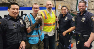 Gatinho perdido parou trilhos de trem de uma das maiores redes de ferrovia do mundo para ser resgatado