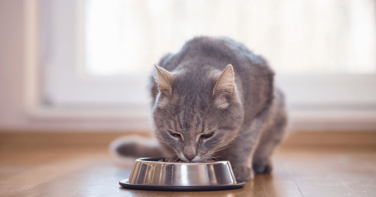 12 alimentos que são proibidos para gatos: eles não podem comer de jeito nenhum