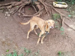 Policial adota cadela com desnutrição severa que sofreu maus-tratos e mostra como ela está hoje