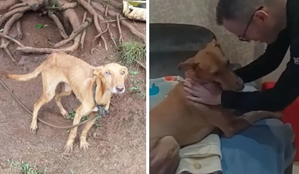 Policial adota cadela com desnutrição severa que sofreu maus-tratos e mostra como ela está hoje 