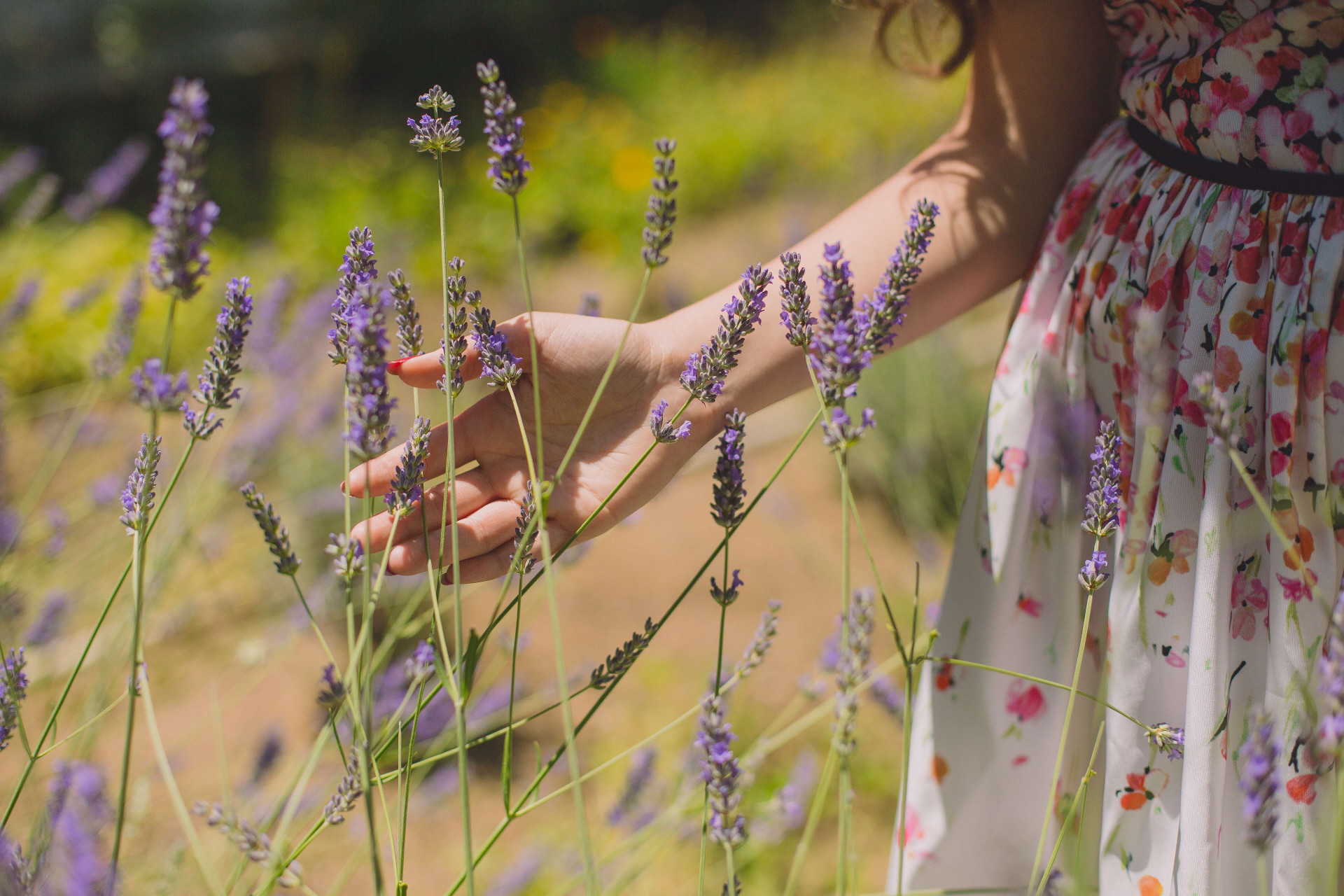 CHÁ DE LAVANDA