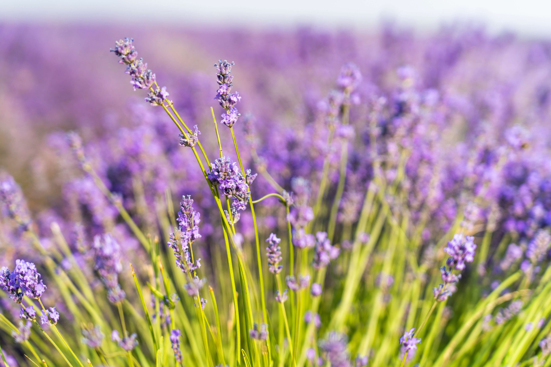 CHÁ DE LAVANDA