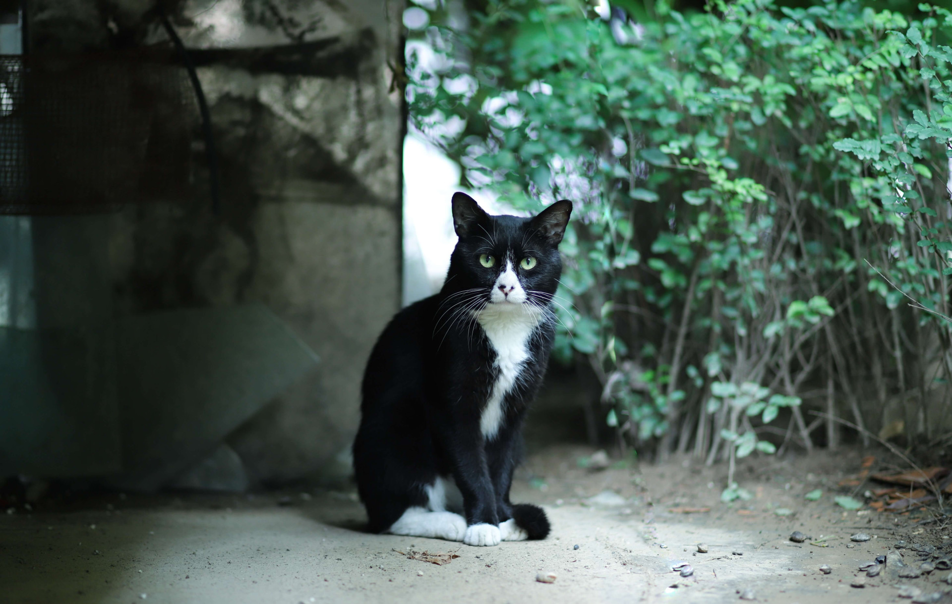 alimentos que são proibidos para gatos