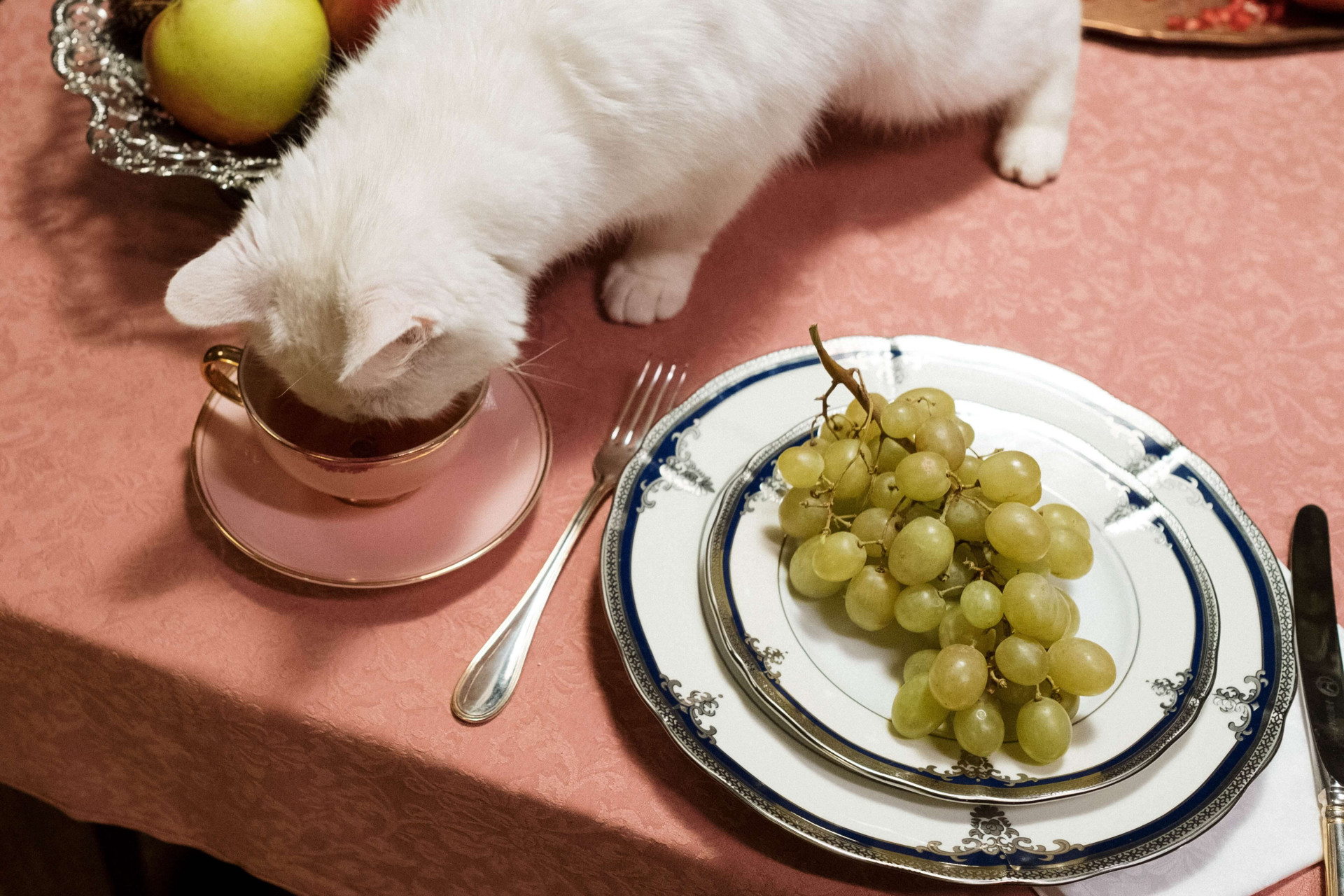 alimentos que são proibidos para gatos