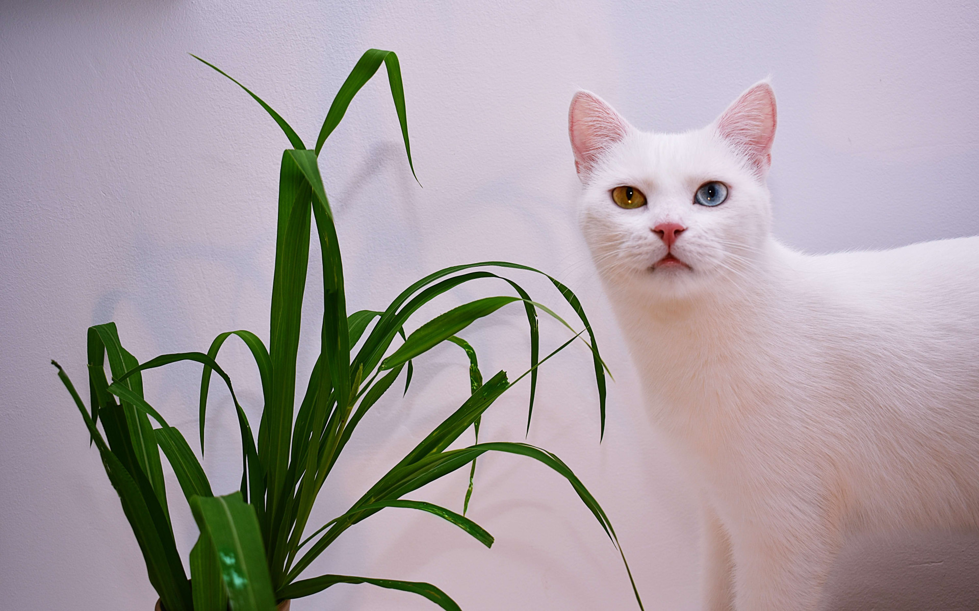 alimentos que são proibidos para gatos