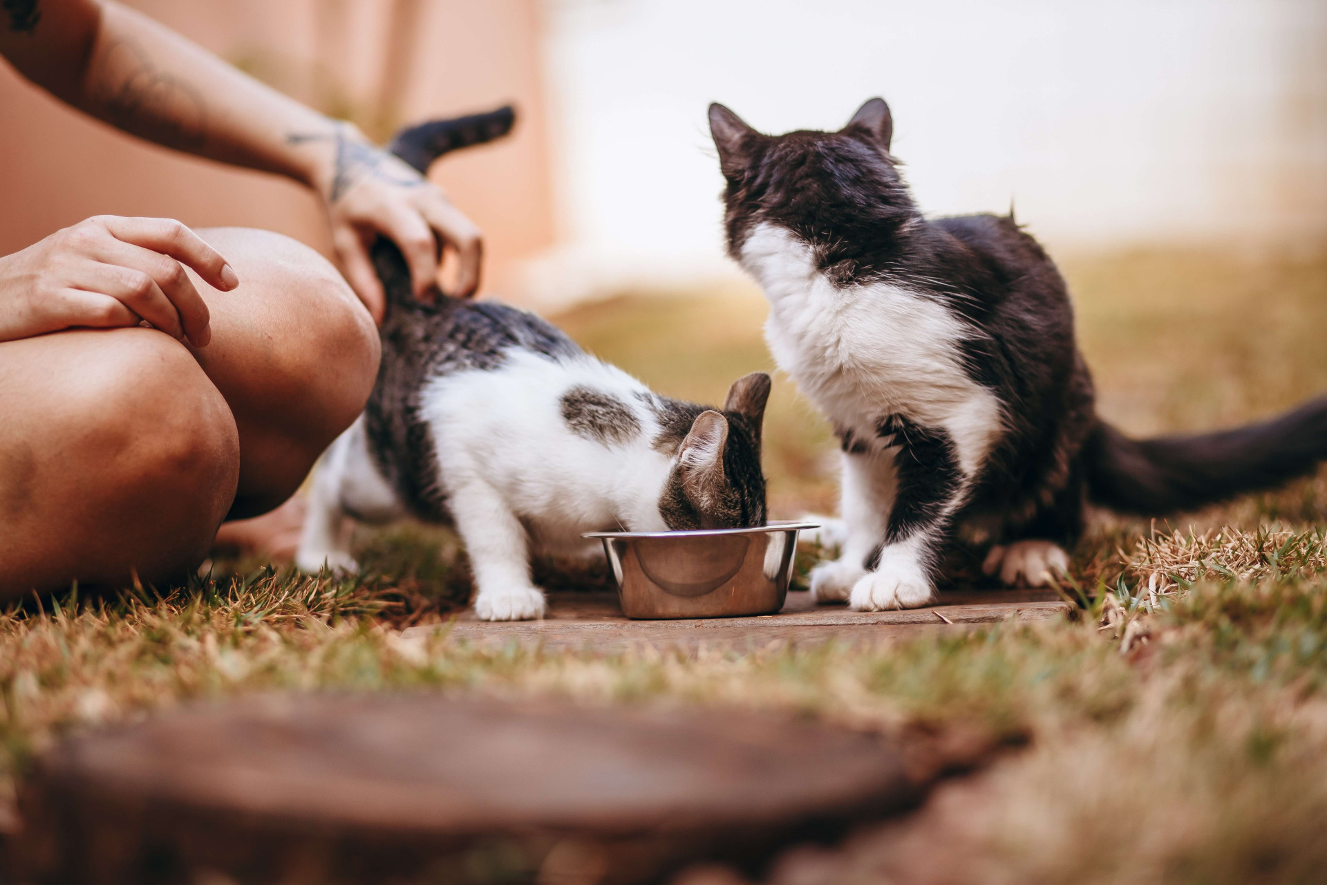 alimentos que são proibidos para gatos