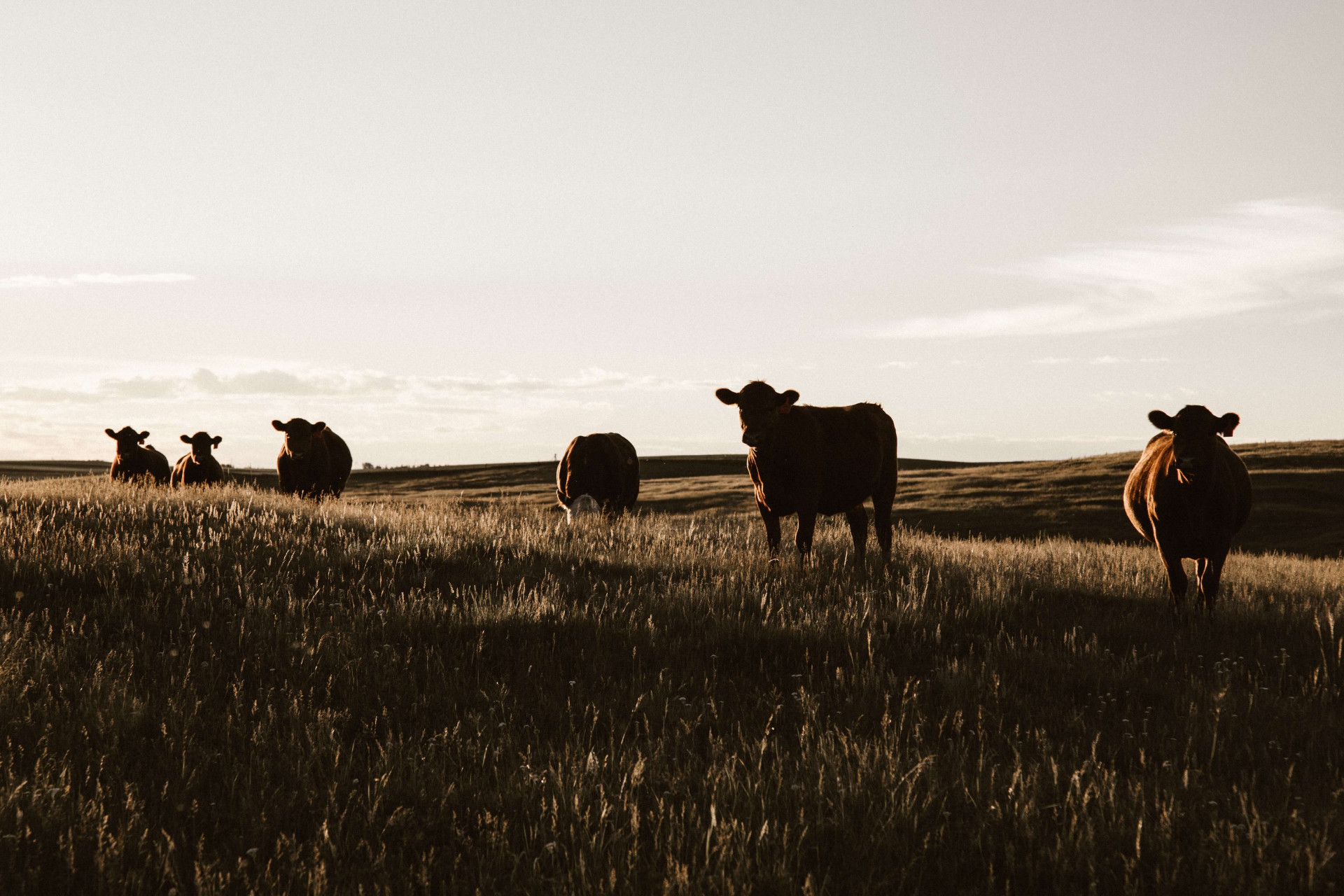 13 hotéis fazenda no Nordeste que fazem valer cada centavo gasto para suas férias perfeitas (Imagens: Unsplash)