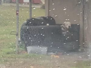 Cachorro que foi abandonado e ficou esperando por donos na chuva tem resgate emocionante