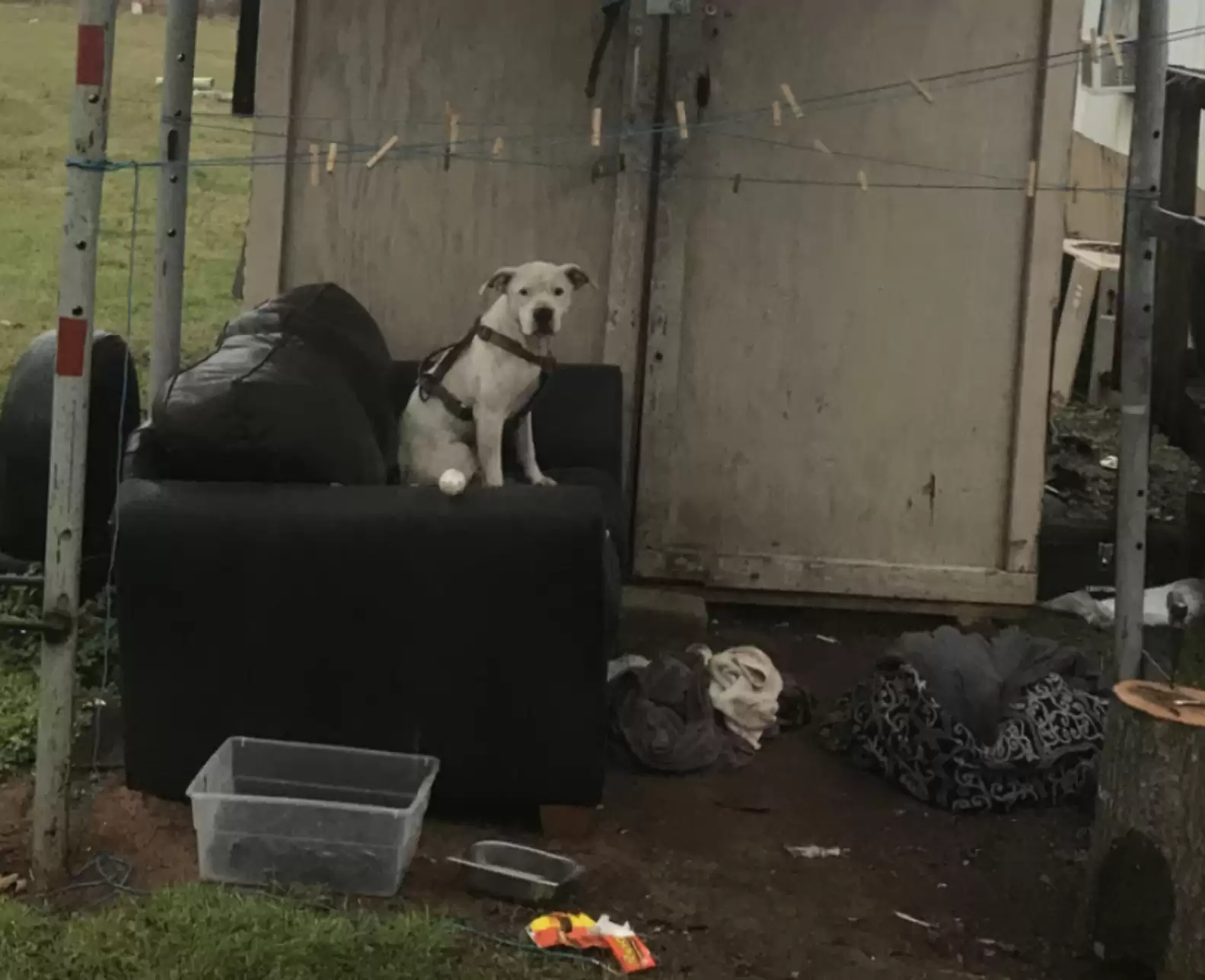 Cachorro que foi abandonado e ficou esperando por donos na chuva tem resgate emocionante