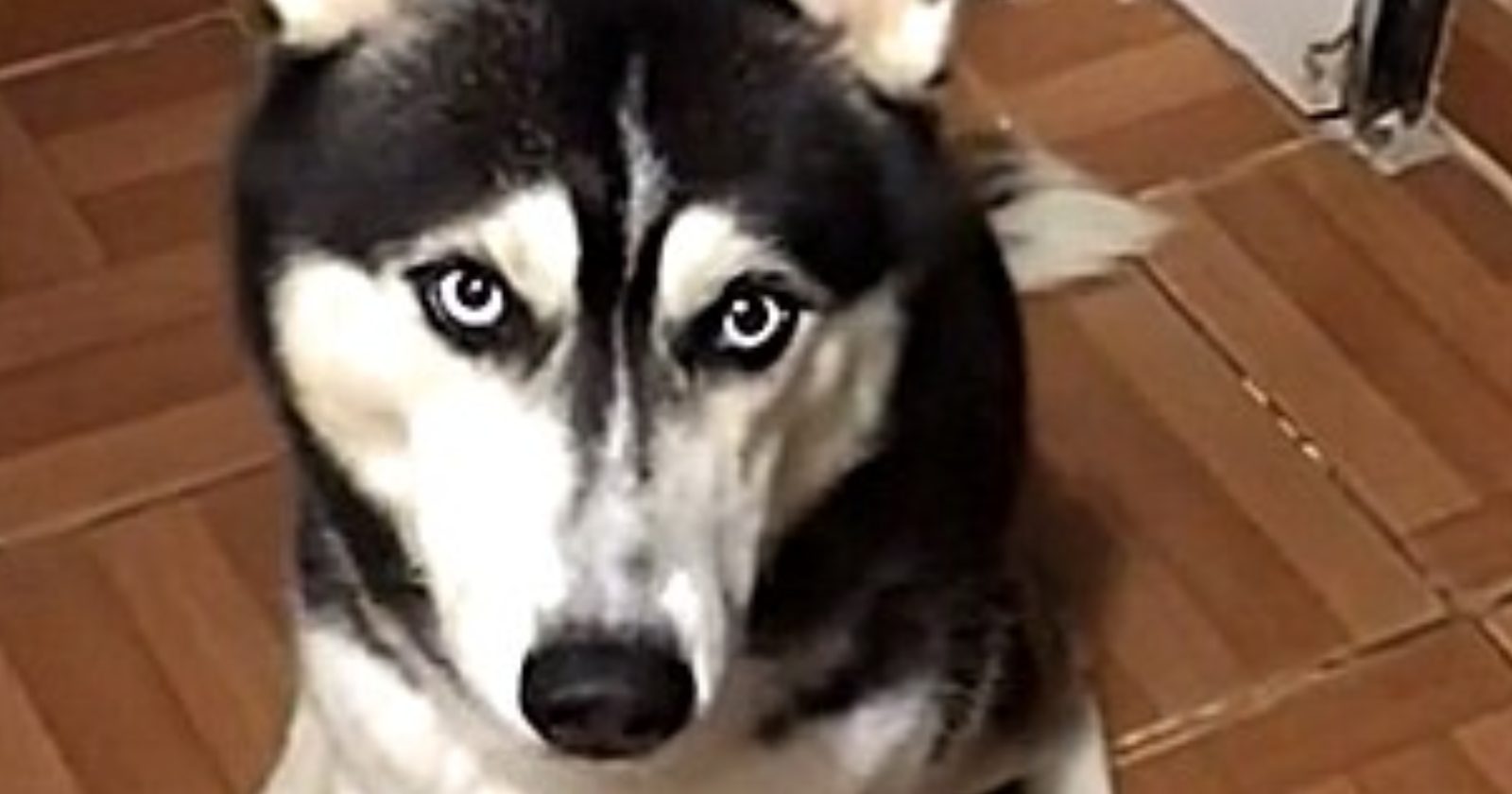 Husky ‘nordestino’ fazendo manha para comer cuscuz é o vídeo mais hilário que você vai ver hoje